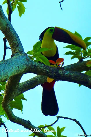 Toucan