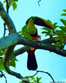 Toucan