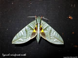 Moth